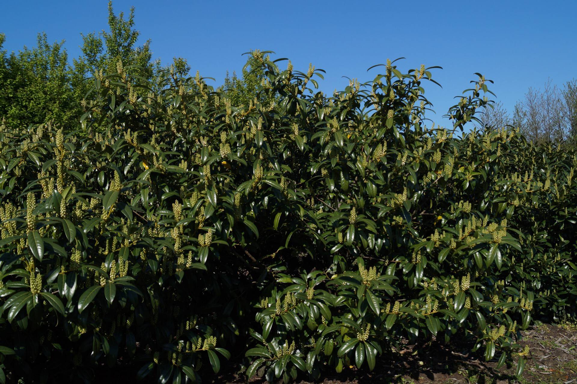 Prunus laurocerasus Schipkaensis Macrophylla_03